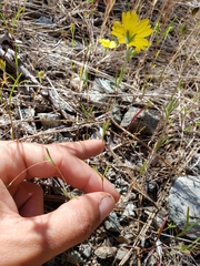 Lagophylla glandulosa