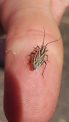 Horistus orientalis