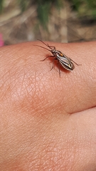 Horistus orientalis