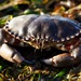 Pacific Rock Crab - Photo (c) Ken-ichi Ueda, some rights reserved (CC BY-NC-SA)