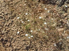 Blepharipappus scaber