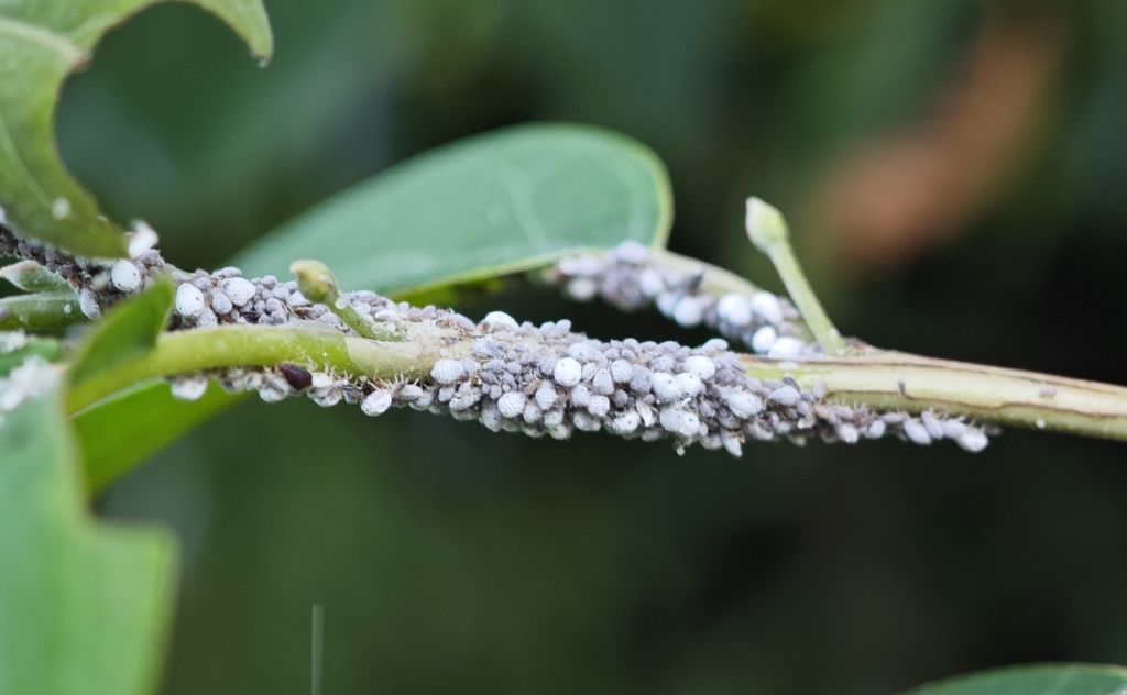 Woolly Deercalf-tree Aphid