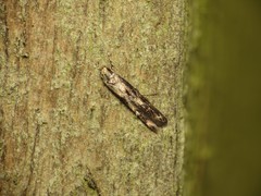 Blastodacna atra