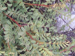 Indigofera langebergensis