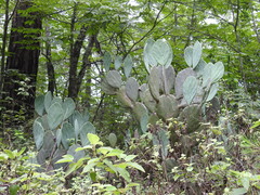 Opuntia cacanapa