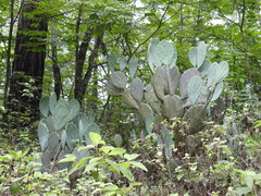 Opuntia cacanapa
