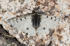 Parnassius behrii