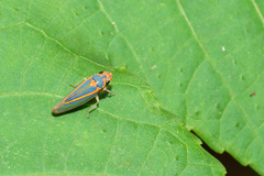 Graphocephala aurolineata