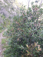 Pterocelastrus rostratus