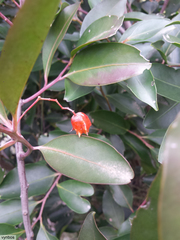 Pterocelastrus rostratus