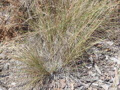 Nassella lepida