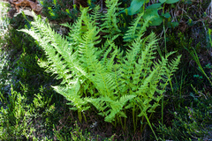 Athyrium americanum