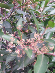 Pterocelastrus rostratus