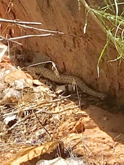 Crotalus oreganus concolor