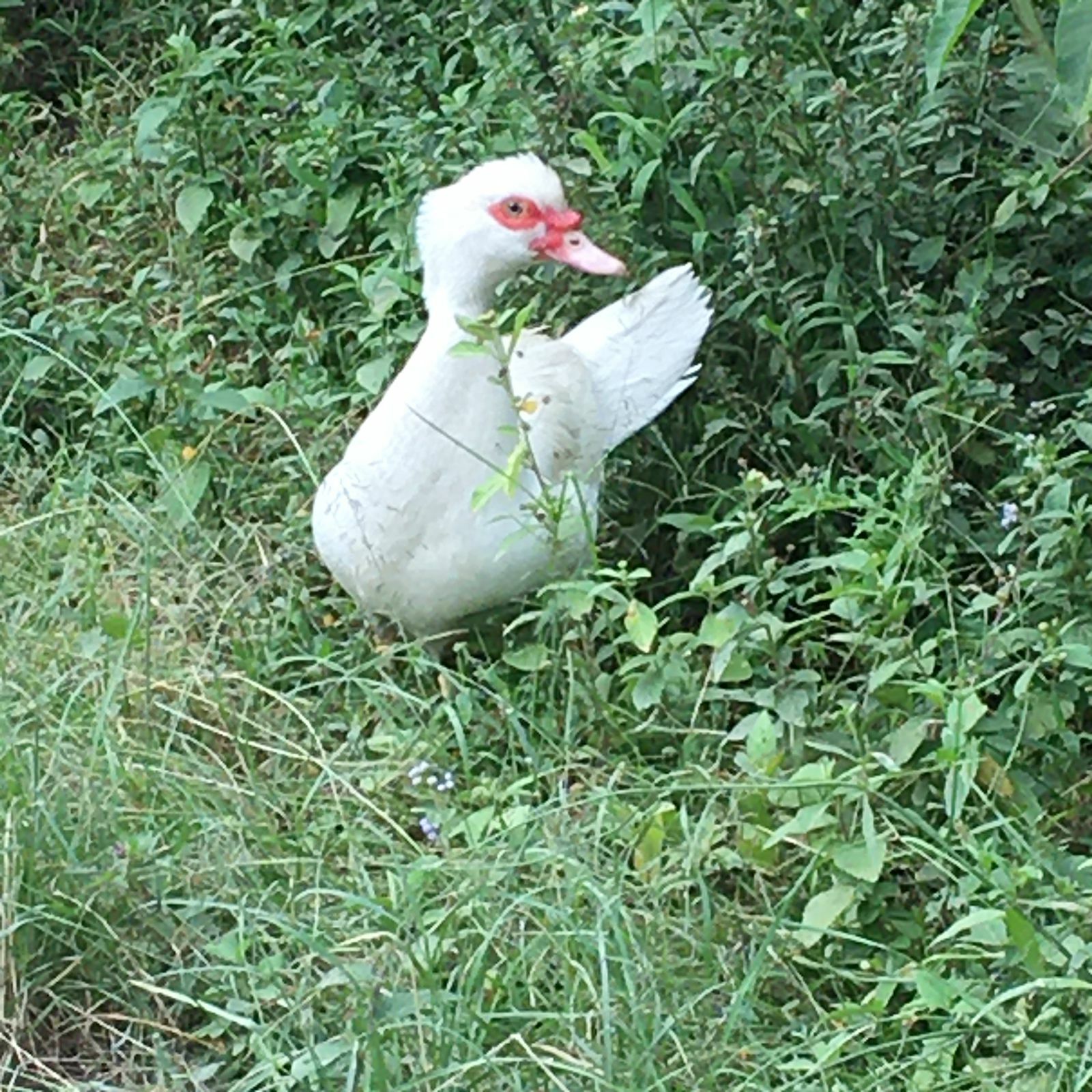 Cairina image