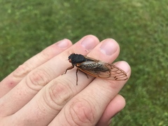 Magicicada septendecim