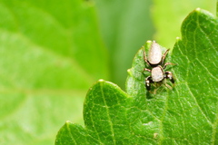 Sassacus barbipes