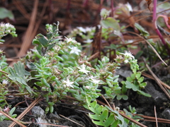 Sedum potosinum