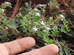 Sedum potosinum
