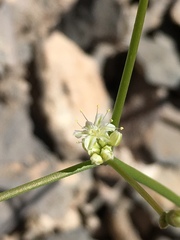 Eriogonum lonchophyllum