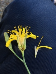 Crepis intermedia