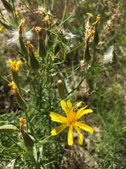 Crepis intermedia