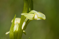 Platanthera sparsiflora
