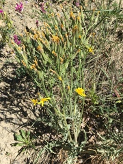 Crepis intermedia