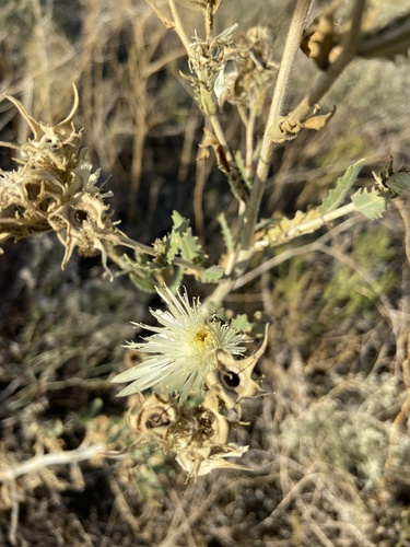 Image of Bractless Blazingstar (Mentzelia nuda) by (c) Archer Silverman, some rights reserved (CC BY)
