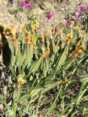 Crepis intermedia