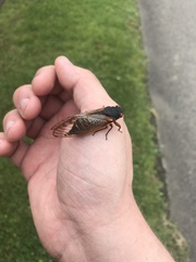 Magicicada septendecim