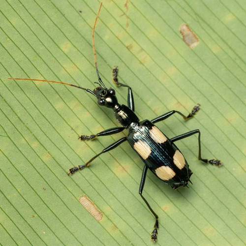 Calophaena laevigata