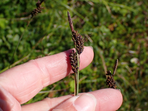 Carex stylosa iNat (3)