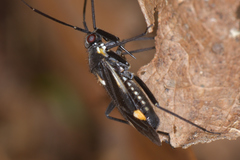 Capsodes sulcatus