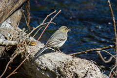 Motacilla alba