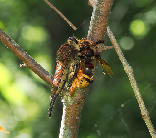 European hornet