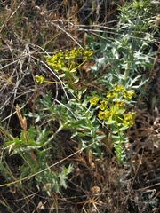 Euphorbia glareosa