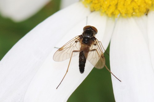 Black Snipefly, Wageningen, Nederland, photo 9 of 10