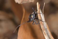 Capsodes sulcatus