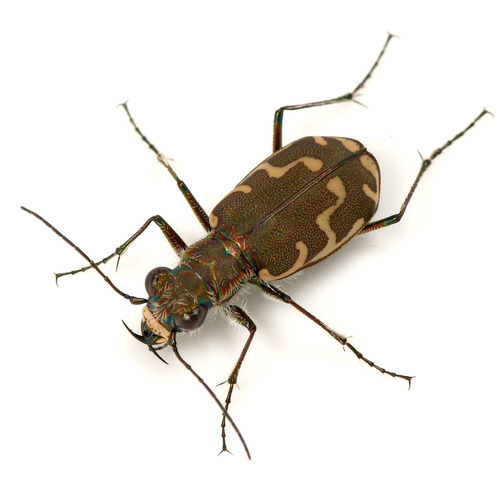 Bronzed Tiger Beetle photo 3