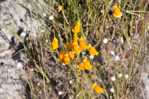 Genlisea aurea (Genlisea aurea)