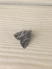 Catocala agrippina