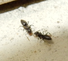 Technomyrmex difficilis