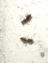 Technomyrmex difficilis