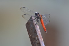 Lyriothemis cleis