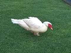 Cairina moschata domestica