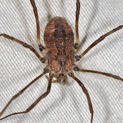 Hadrobunus maculosus