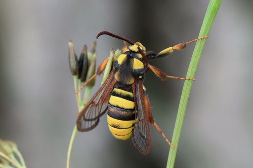 Hornet Moth, Wageningen, Nederland, photo 10 of 10