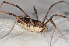 Hadrobunus maculosus