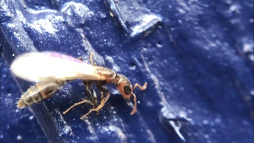 Mangrove Twig Ant photo 5